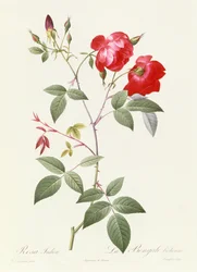 Rosa Indica